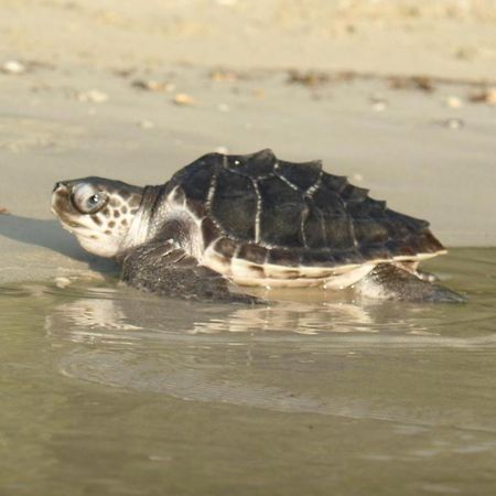 Secret Paradise Resort & Turtle Sanctuary San Vicente  Exterior foto
