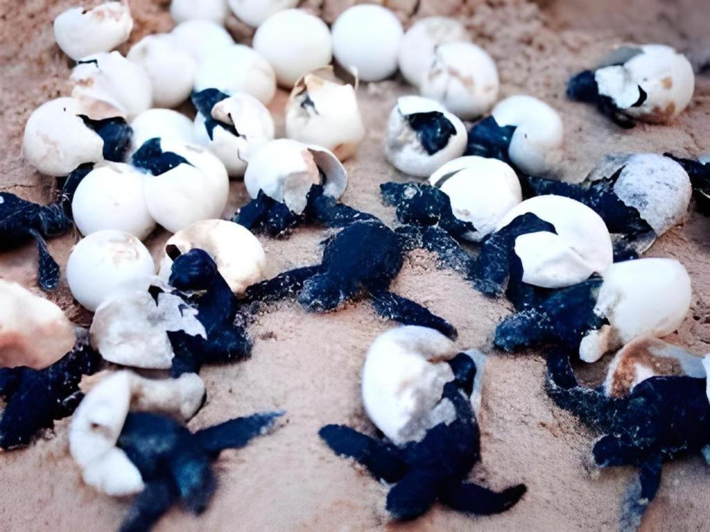 Secret Paradise Resort & Turtle Sanctuary San Vicente  Exterior foto